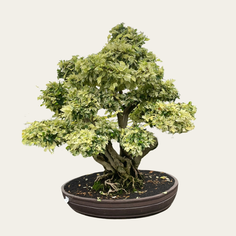Duranta Nr.39 - Bonsai 40 Jahre - 110 cm hoch