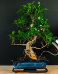 Kit iniziale Ficus
