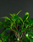 Kit iniziale Ficus
