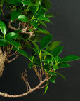 Kit iniziale Ficus