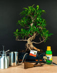 Kit iniziale Ficus