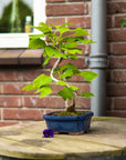 Ginkgo Classic