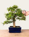 Bonsai di Ligustrum n.47