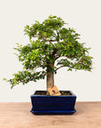 Bonsai di Ligustrum n.47
