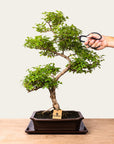 Bonsai di Ligustrum n.50