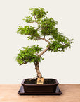 Bonsai di Ligustrum n.50