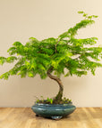 Metasequoia Spirale