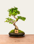 Ligustrum Dai