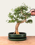 Bonsai di Sesbania n.46
