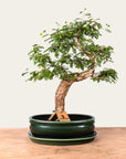 Bonsai di Sesbania n.46