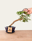 Bonsai di Sesbania n.48