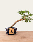 Bonsai di Sesbania n.48