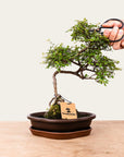 Bonsai di Zelkova n.49