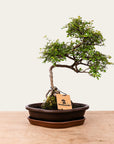 Bonsai di Zelkova n.49