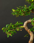 Zelkova Sensai
