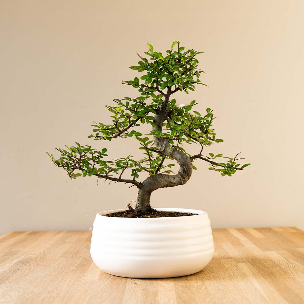 Bonsai-Baum