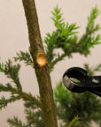 Pince concave bonsai