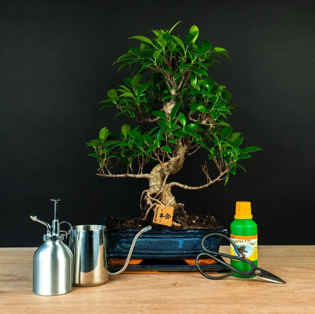 Bonsai starterkits