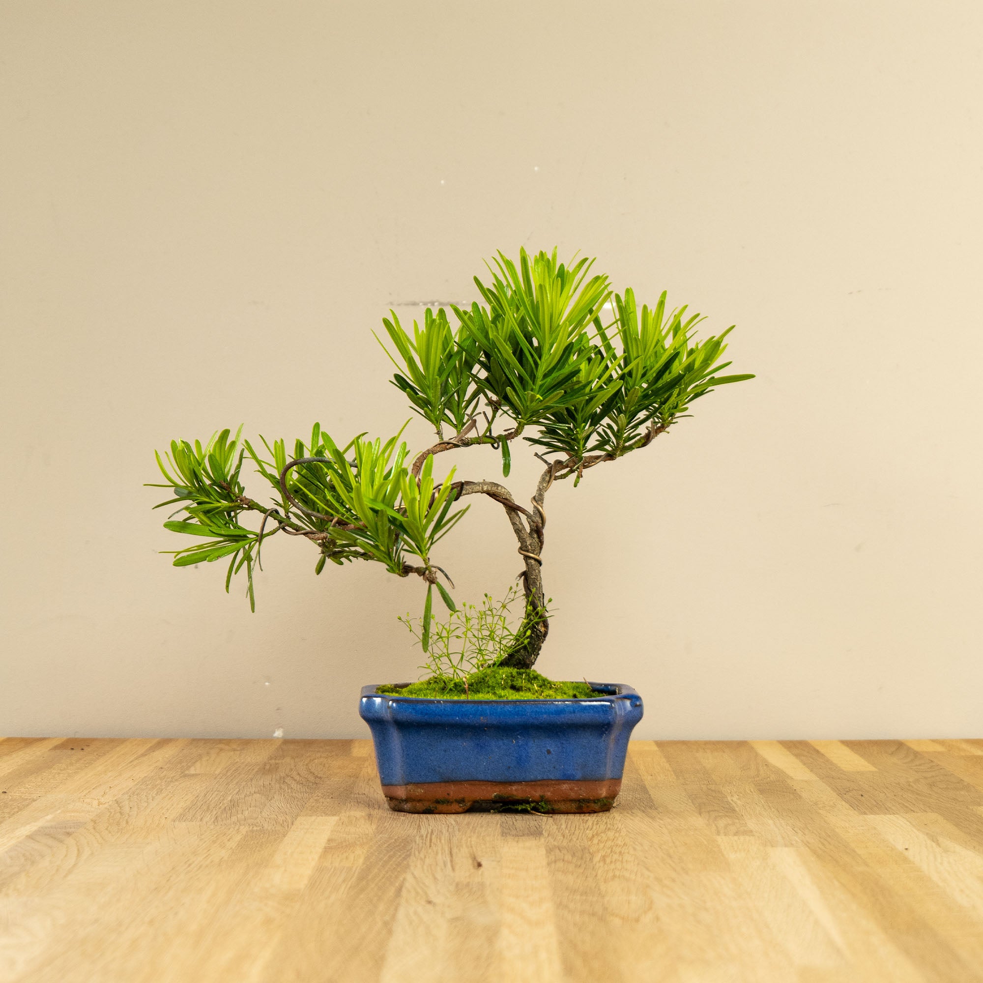 Podocarpus