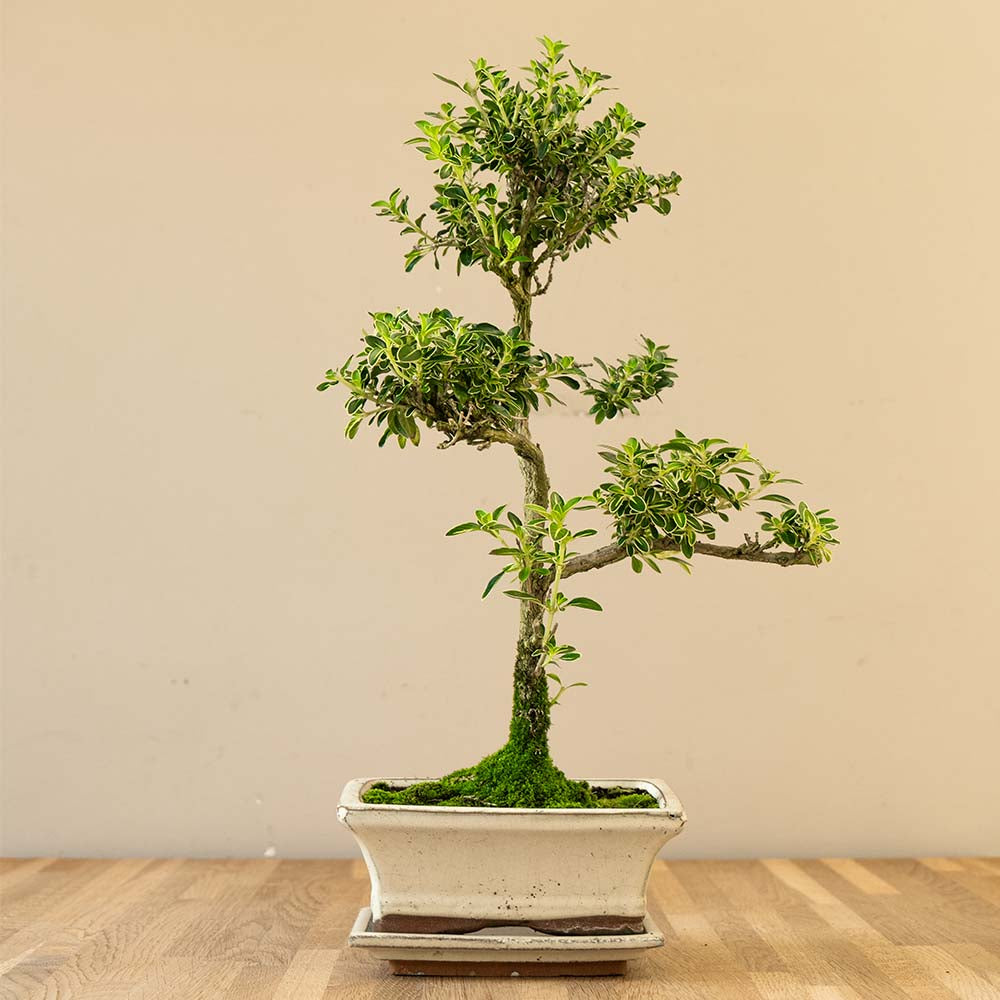 Serissa