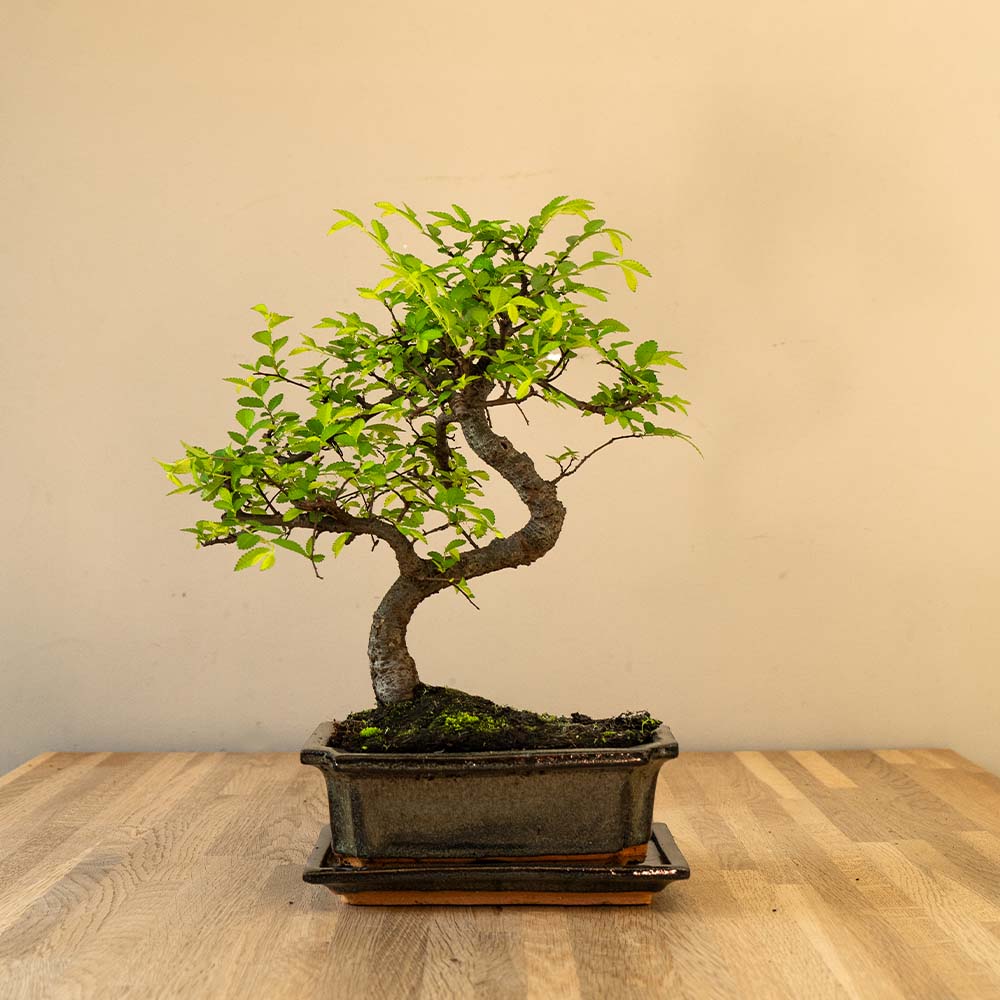 Japanse Zelkova bonsai boom