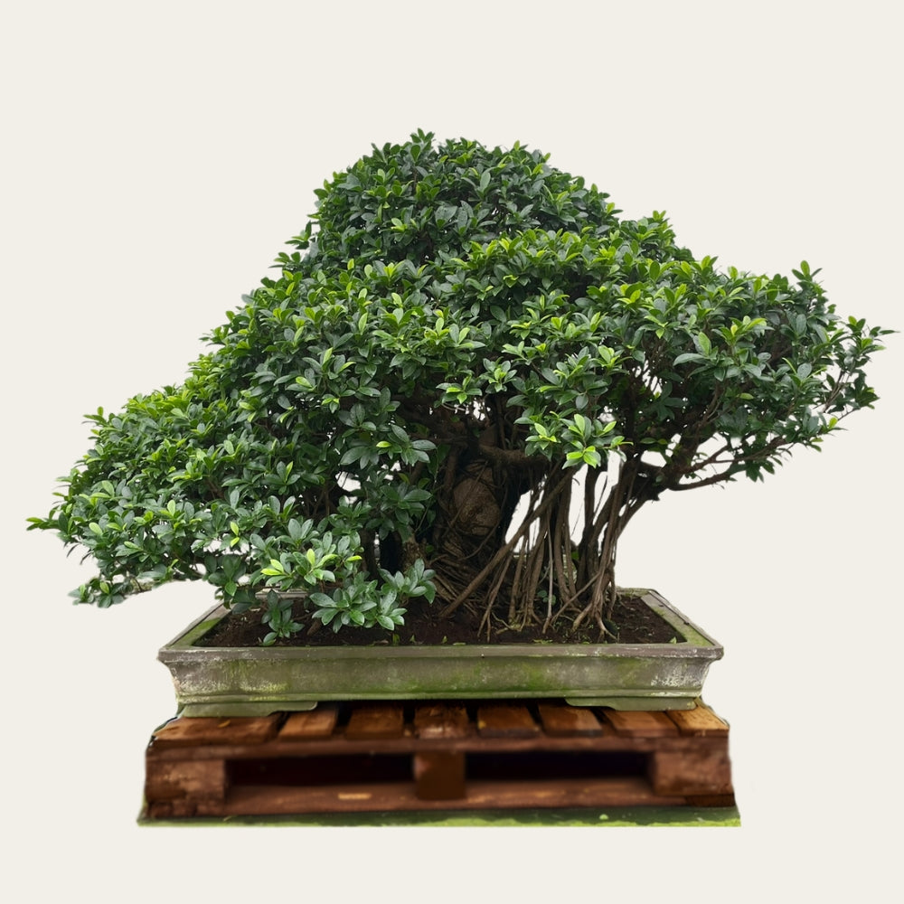 Nummerierte Bonsai-Kollektion – Kaufen Sie hier einen