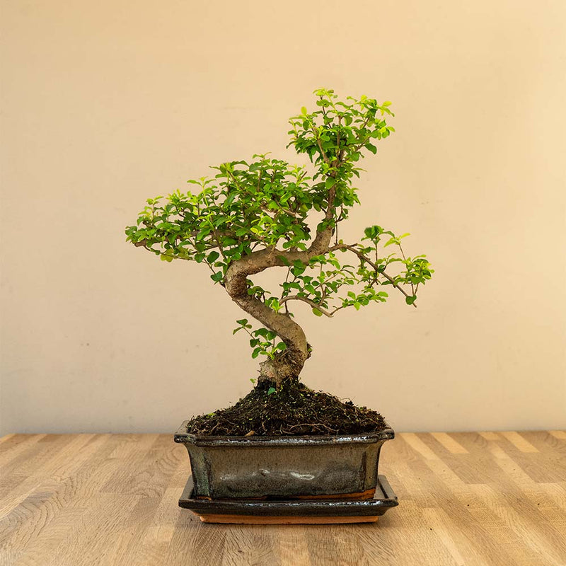Ligustrum Yasumu