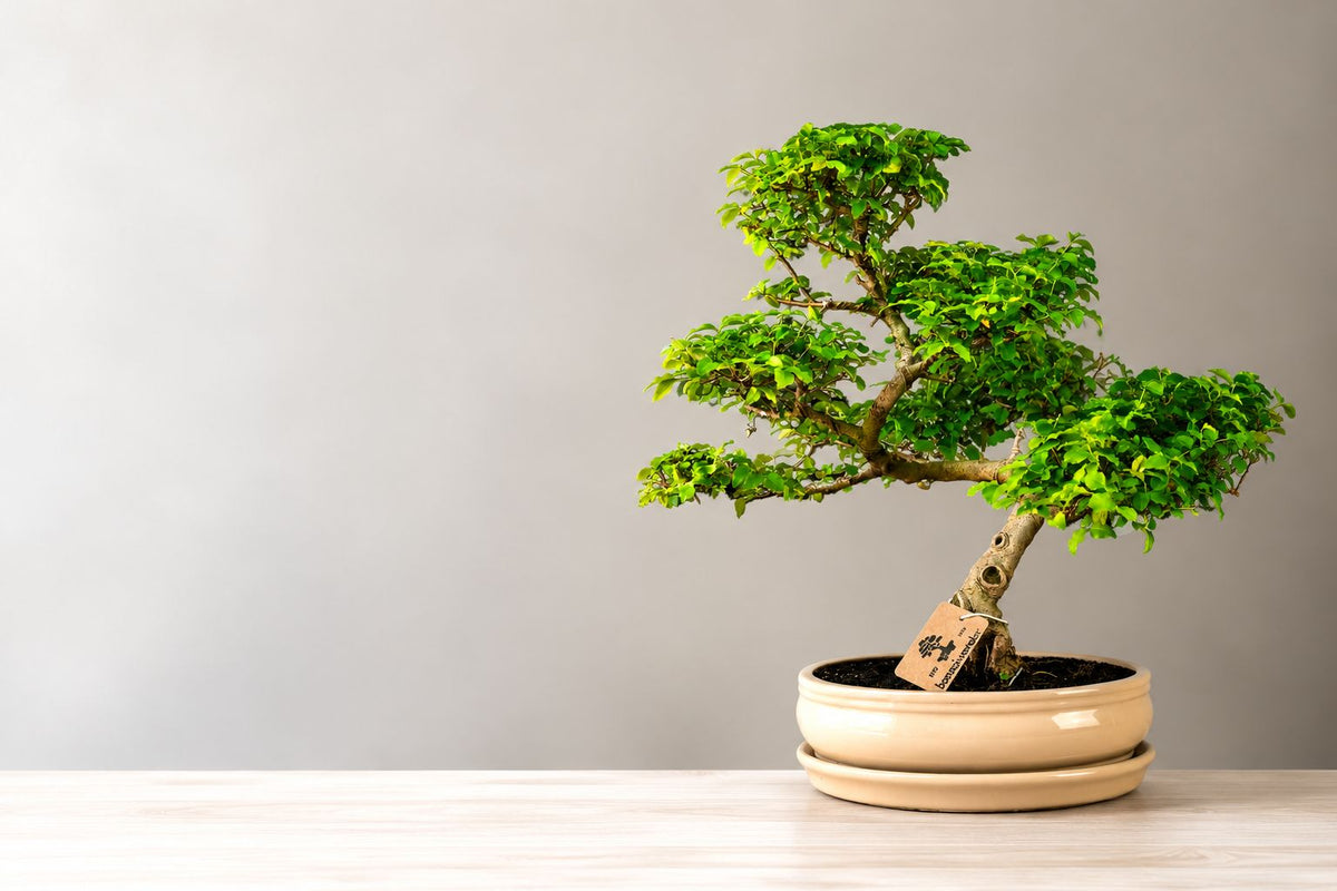 Pflege des Ligustrum-Bonsai