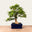 Bonsai di Ligustrum n.47