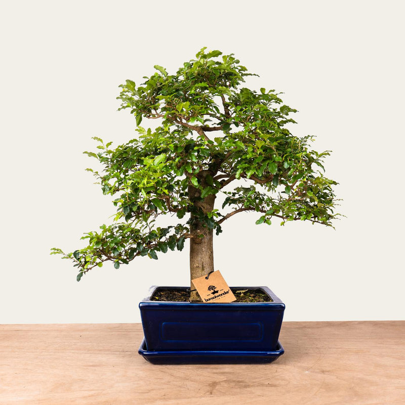 Ligustrum-Bonsai Nr.47