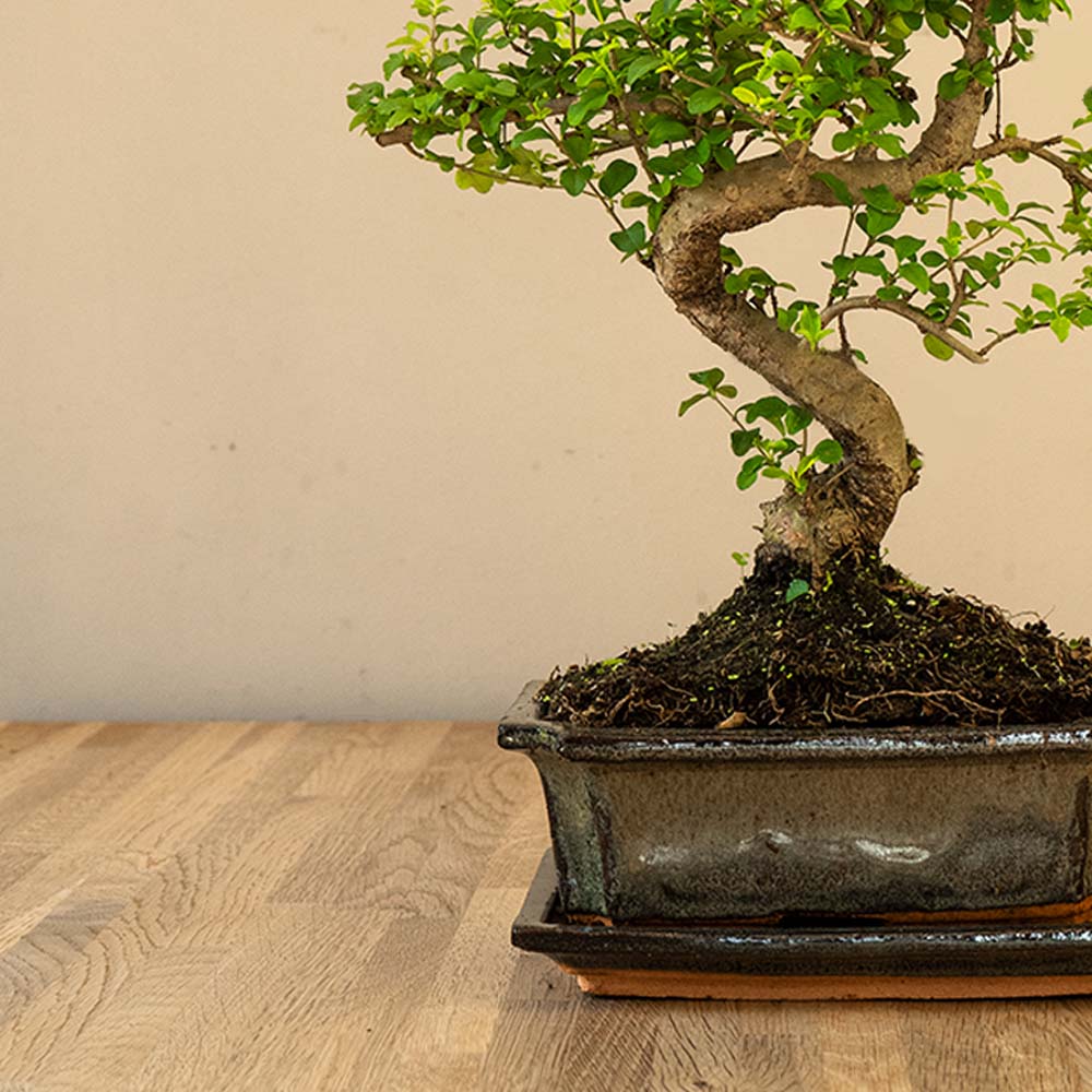 Ligustrum Yasumu