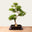 Bonsai di Ligustrum n.50