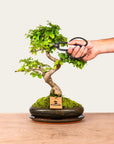 Ligustrum Dai