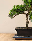 Podocarpus Onisan bonsai inzoom op pot