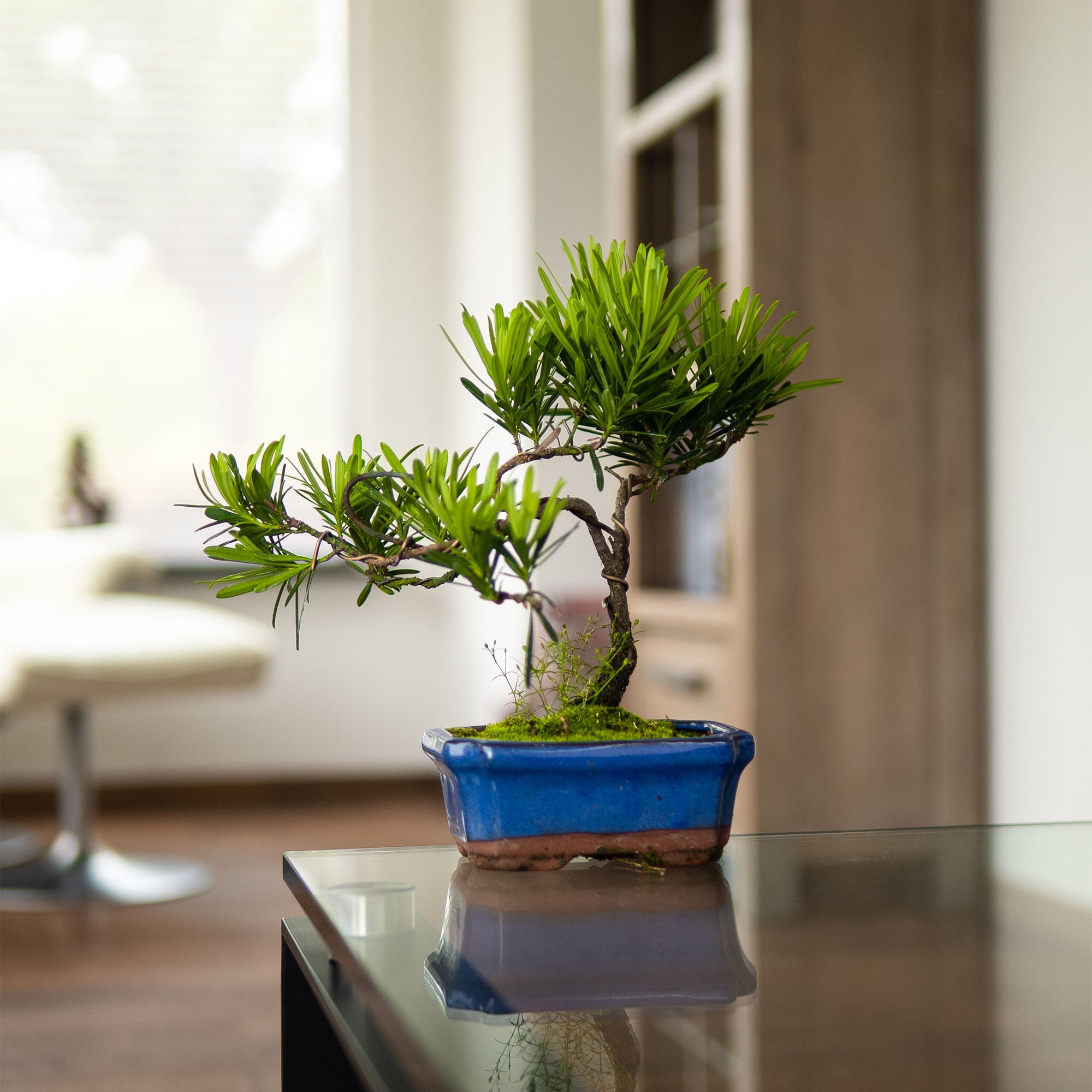 Podocarpus Seishōnen