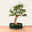 Bonsai di Sesbania n.46