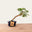 Bonsai di Sesbania n.48