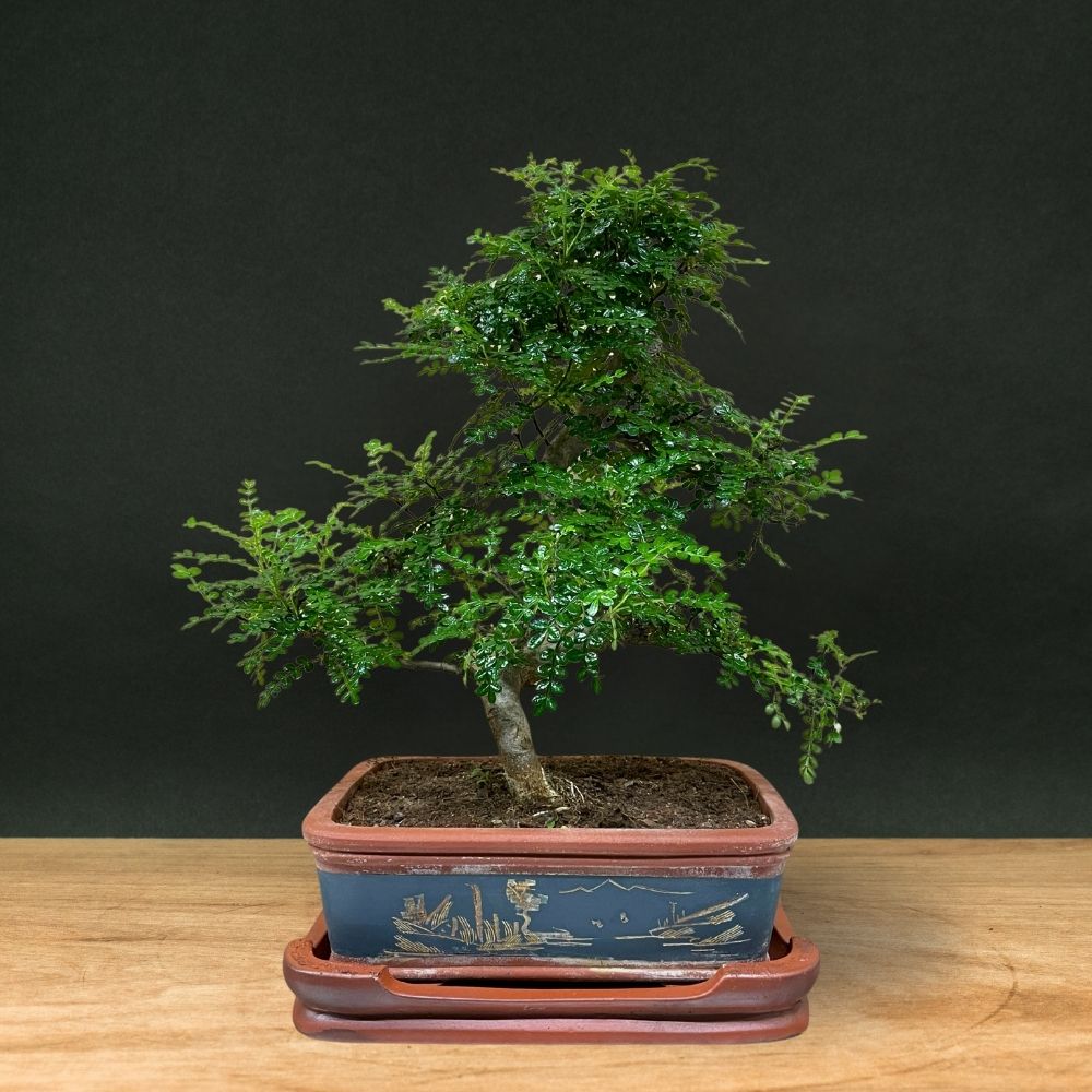 Zanthoxylum (Edizione limitata)