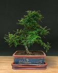 Zanthoxylum (Edizione limitata)