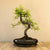 Zelkova Dai
