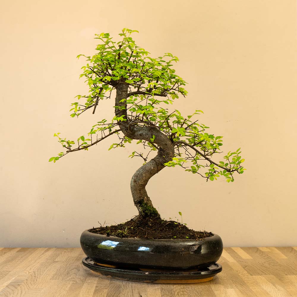 Zelkova Dai