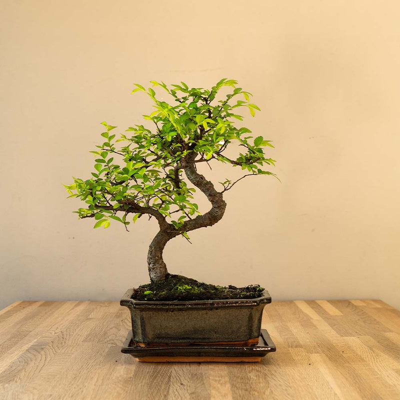 Zelkova Tennen