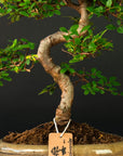 Zelkova Sensai