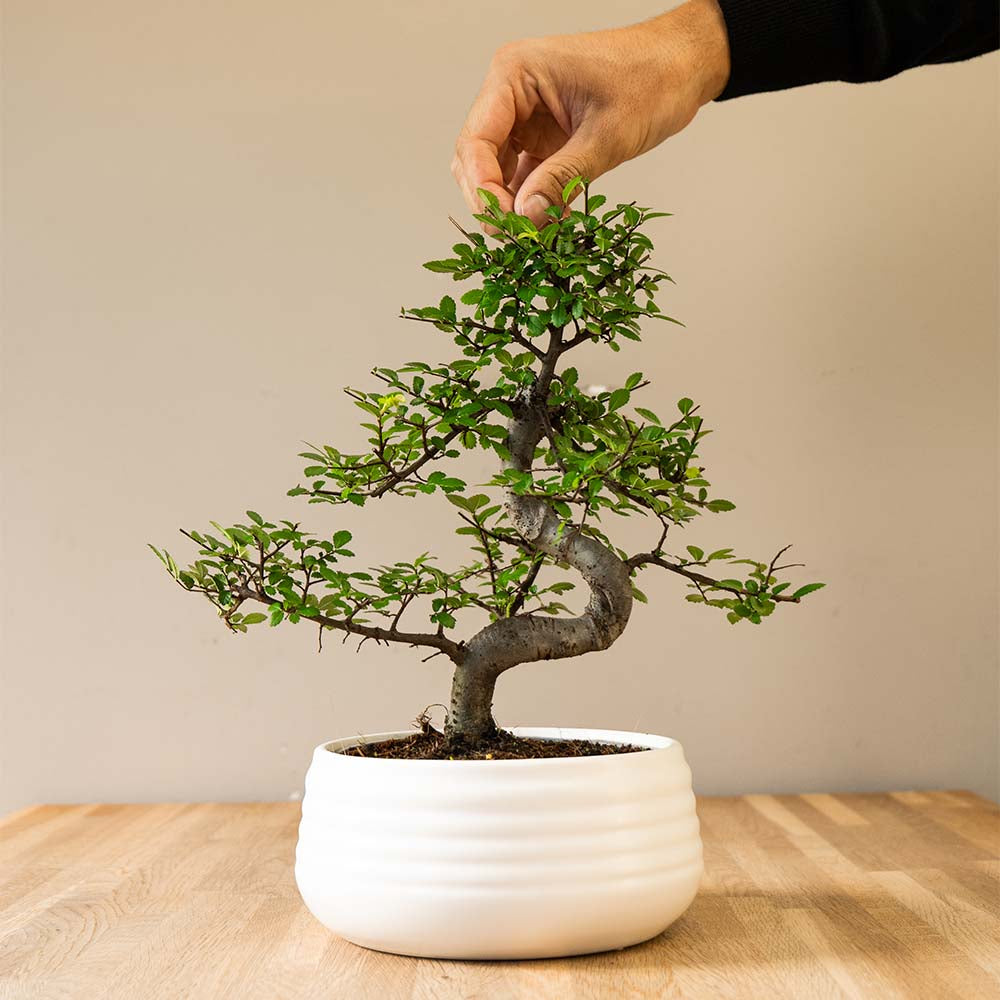 Zelkova Marui (wit) met hand