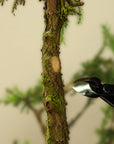 Bonsai-Konkavzange