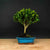 ILEX tama