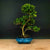 ILEX Spiral