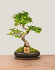 Ligustrum Dai